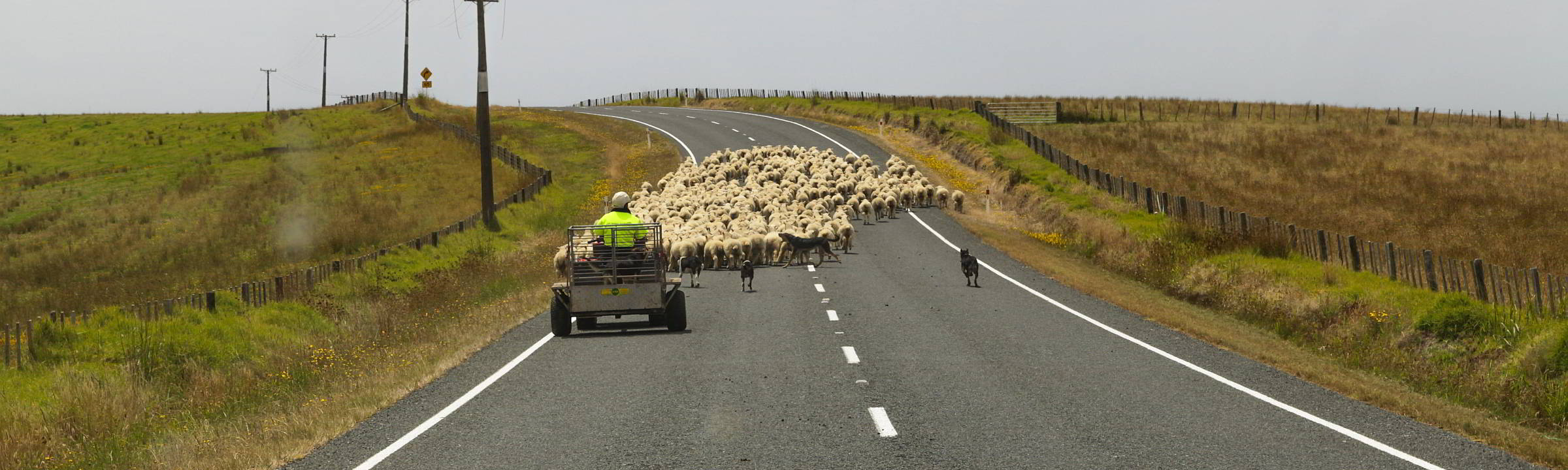 Neuseelands Schafe