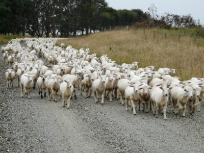Schafe auf der Gravel-Road