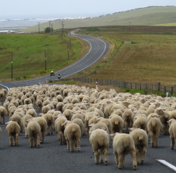 Schafe auf der Straßen