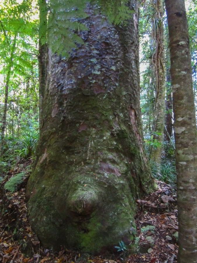 Unten schon von Moos bewachsen - ein Kauri Baum