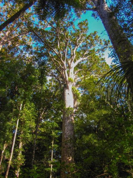 Ein Kauri Tree in seiner vollen Größe