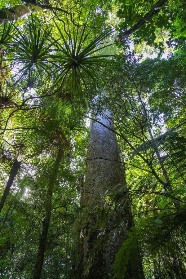 Großer Kauri-Stamm im Wald