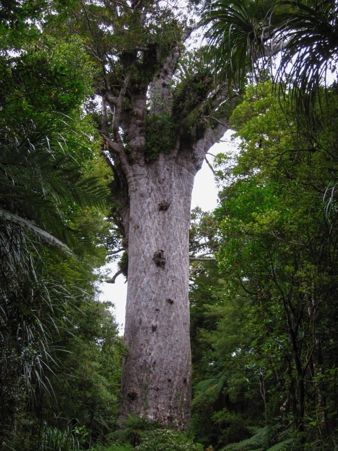 Im grünen Wald erhebt sich der größte aller Kauri Bäume