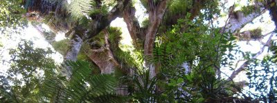 Kauri Tree – der grüne Riese Neuseelands