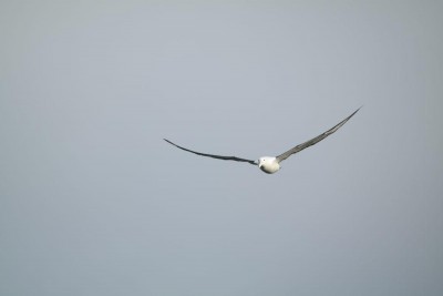 Achtung Albatros im Anflug