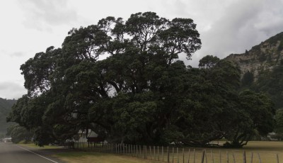 Der größte Pōhutukawa Baum Neuseelands auf dem Weg zum East-Cape