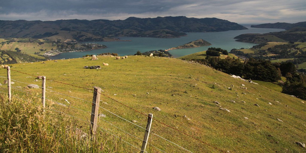 Zaun mit Schafe auf Akaroa Neuseeland