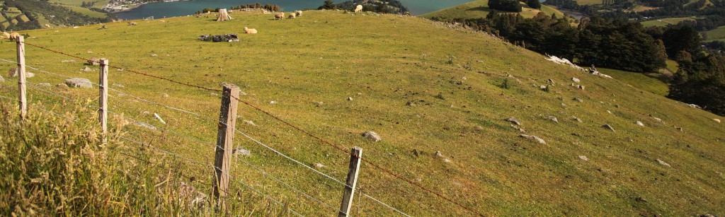 Zaun mit Schafen auf Aoterao Neuseeland