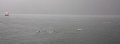 Delfine im Milford Sound