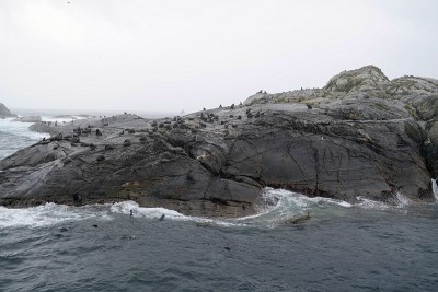 Seelöwen im Doutful Sound