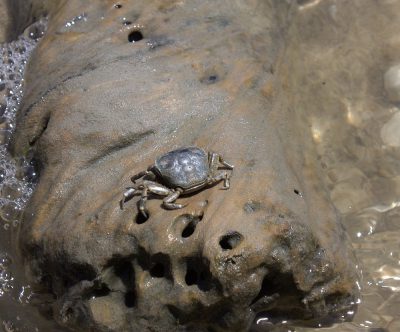 Eine Krabbe auf einem Felsen.