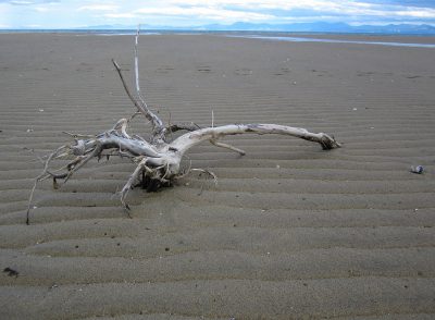 Ein Ast auf der Sandy Bay im Abel Tasman National Park