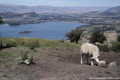 mmh lecker Salz - auch neuseeländische Schafe lieben das Salz