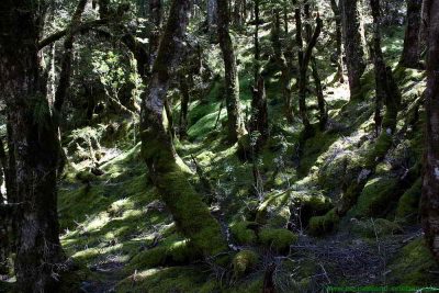 Verwunschener Wald am Haast Pass Lookout