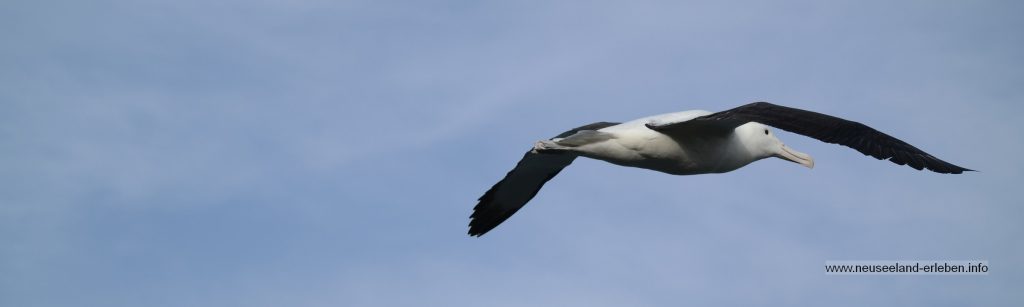 Albatros auf Neuseeland