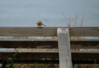 Ein Vogel sitzt auf einer Bank und singt - Kaikoura Peninsula