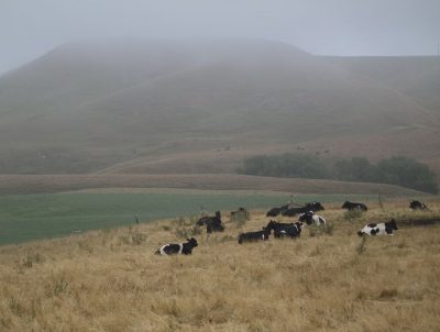 Kühe auf der Weide Kaikoura