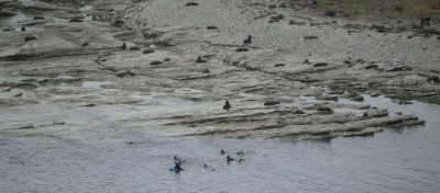 Robben schwimmen mit Touristen