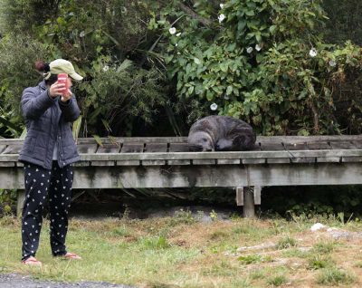 Ein Seal als Selfie Motiv. Kaikoura Neuseeland
