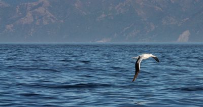 Ein Albatross fliegt über das Meer, Kaikoura Neuseeland