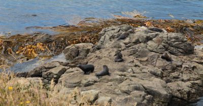 Seals-Sichtung am Kaitiki Point