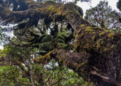 Ein knorriger alter Baumstamm mit Moosen und Flechten in Neuseeland