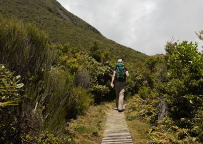 Sträucher neben dem Wanderweg in Neuseeland