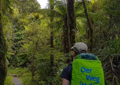 Ein Weg durch den neuseeländischen Wald
