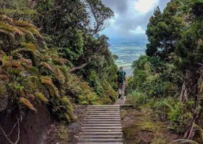 Weg durch den neuseeländischen Wald am Mount Taranaki