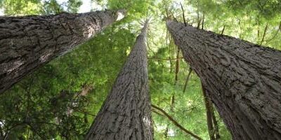 Trees that Count – das neuseeländische Mammutprojekt